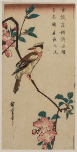 Black-Naped Oriole  on a Hall Crabapple