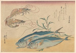Kuruma Ebi, Aji Prawns, and Horse Mackerel