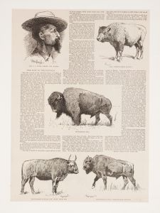 6 drawings of American buffalo and portrait of Ho.N.C.J. Jones, Garden City, Kansas
