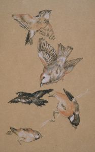Love leading the Pilgrim – Study of Birds; Finches