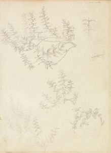 Sketches of Myrtle and a Head Crowned with Myrtle