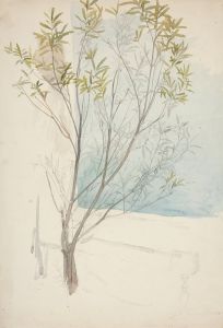 Study of a tree