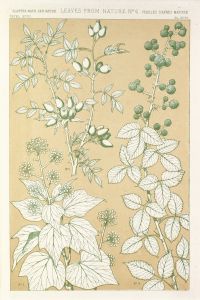 Leaves from Nature No.6