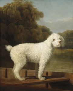 White Poodle in a Punt