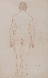 Human Body, Posterior View