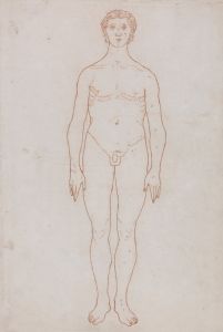 Study of the Human Figure, Anterior View