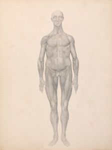 Human Figure, Anterior View, Skin and Underlying Fascial Layers Removed