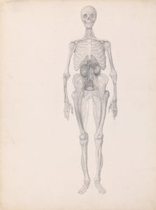 Human Figure, Anterior View