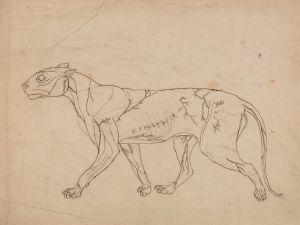 Tiger Body, Lateral View
