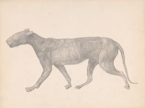 Tiger, Lateral View, with Skin and Tissue Removed