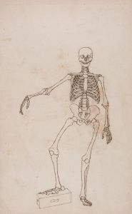 Human Skeleton, Anterior View