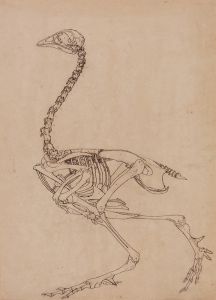 Fowl Skeleton, Lateral View
