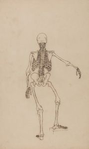 Human Skeleton, Posterior View