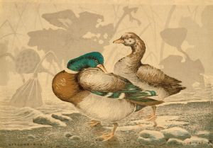 Ducks and Withered Lotus
