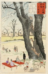 Koganei, Cherry Blossoms