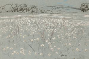 Meadow with Daisys