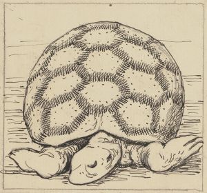 Schildkröte