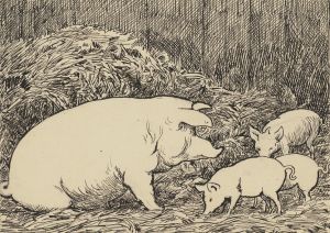 Schwein