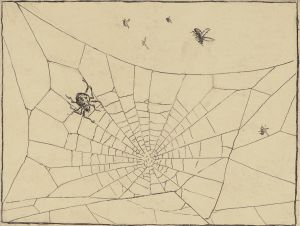Spinne