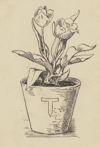 Tulpe