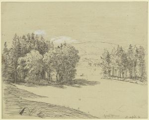 Forest landscape