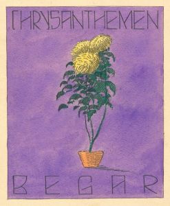 Chrysanthemen Begar