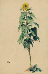 Sonnenblume