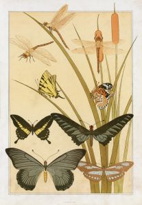 Papillons