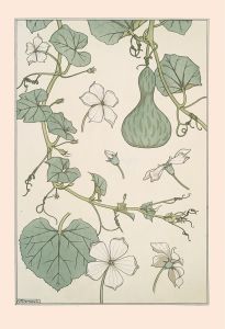 Courge