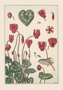 Cyclamen