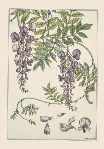 Glycine