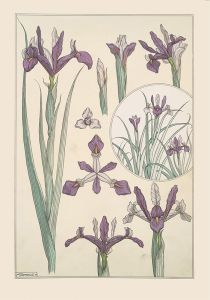 Iris