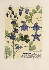 Ancolie