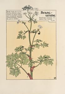 Branc-ursine