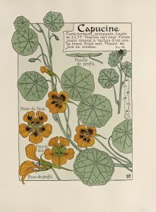 Capucine
