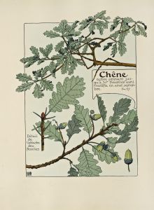 Chene