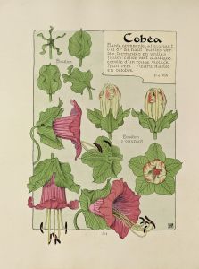 Cobea
