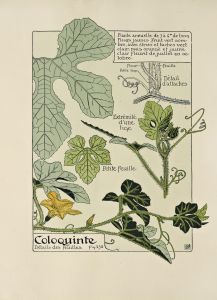 Coloquinte