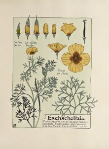 Eschscholtzia