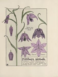 Fritillaire pintade