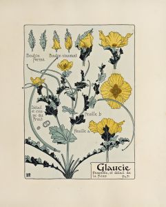 Glaucie.