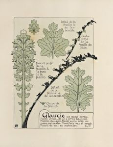 Glaucie
