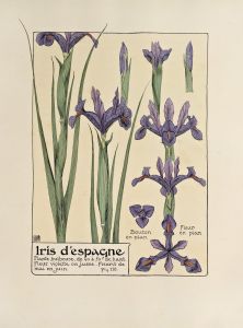 Iris d’espangne