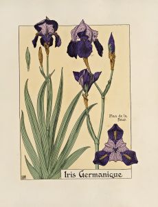 Iris Germanique