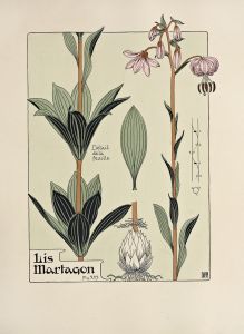 Lis Martagon