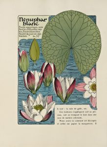 Nenuphar blanc