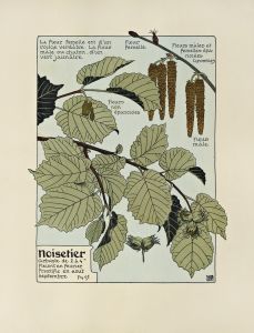 Noisetier