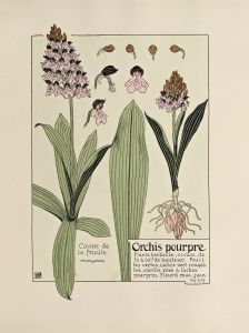 Orchis pourpre