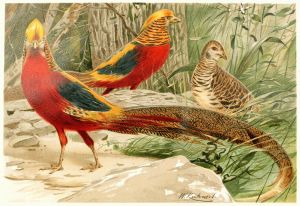 Golden Pheasants