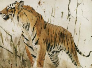 Study Of A Tiger